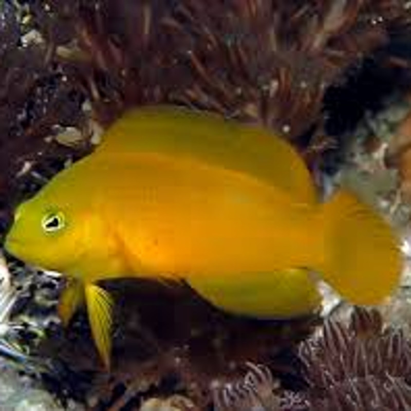 Pseudochromis aureus - Fuscus : 6-7 cm